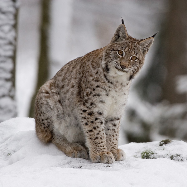 РЫСЬ ОБЫКНОВЕННАЯ (Felis lynx) - AnimalBox.ru